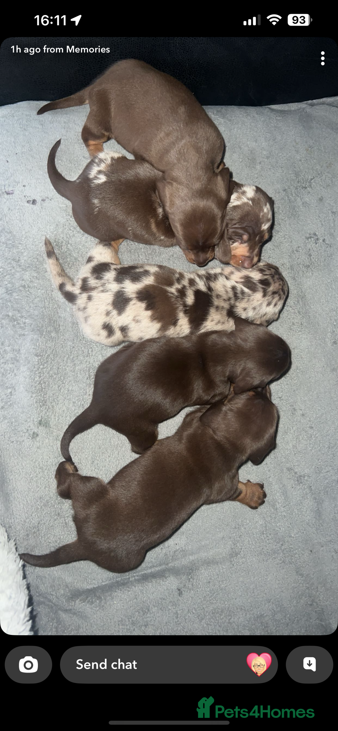 Miniature Dachshund dogs for sale: Mini dauchunds puppies - Advert 13