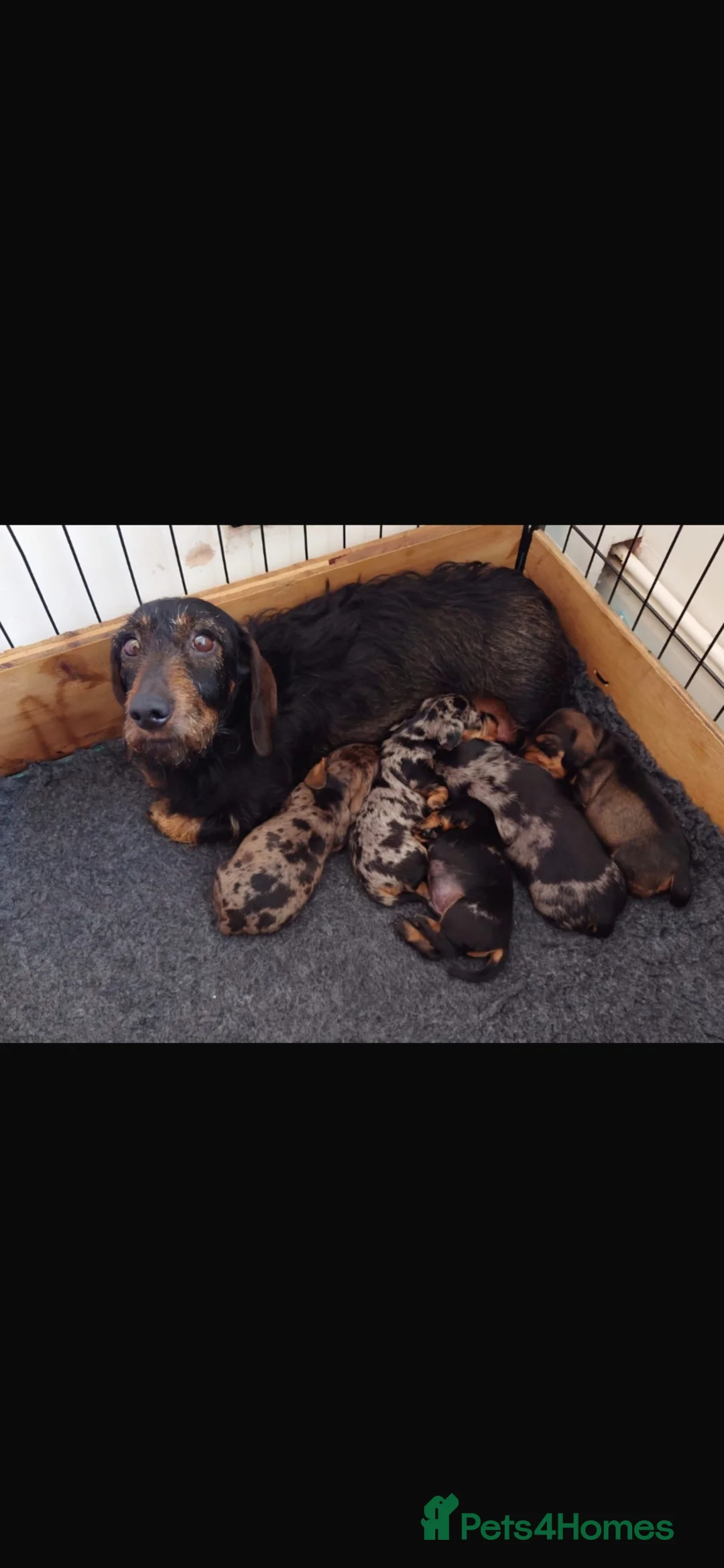 Dachshund dogs for sale: Wirehaired Standard Dachshund  - Advert 2
