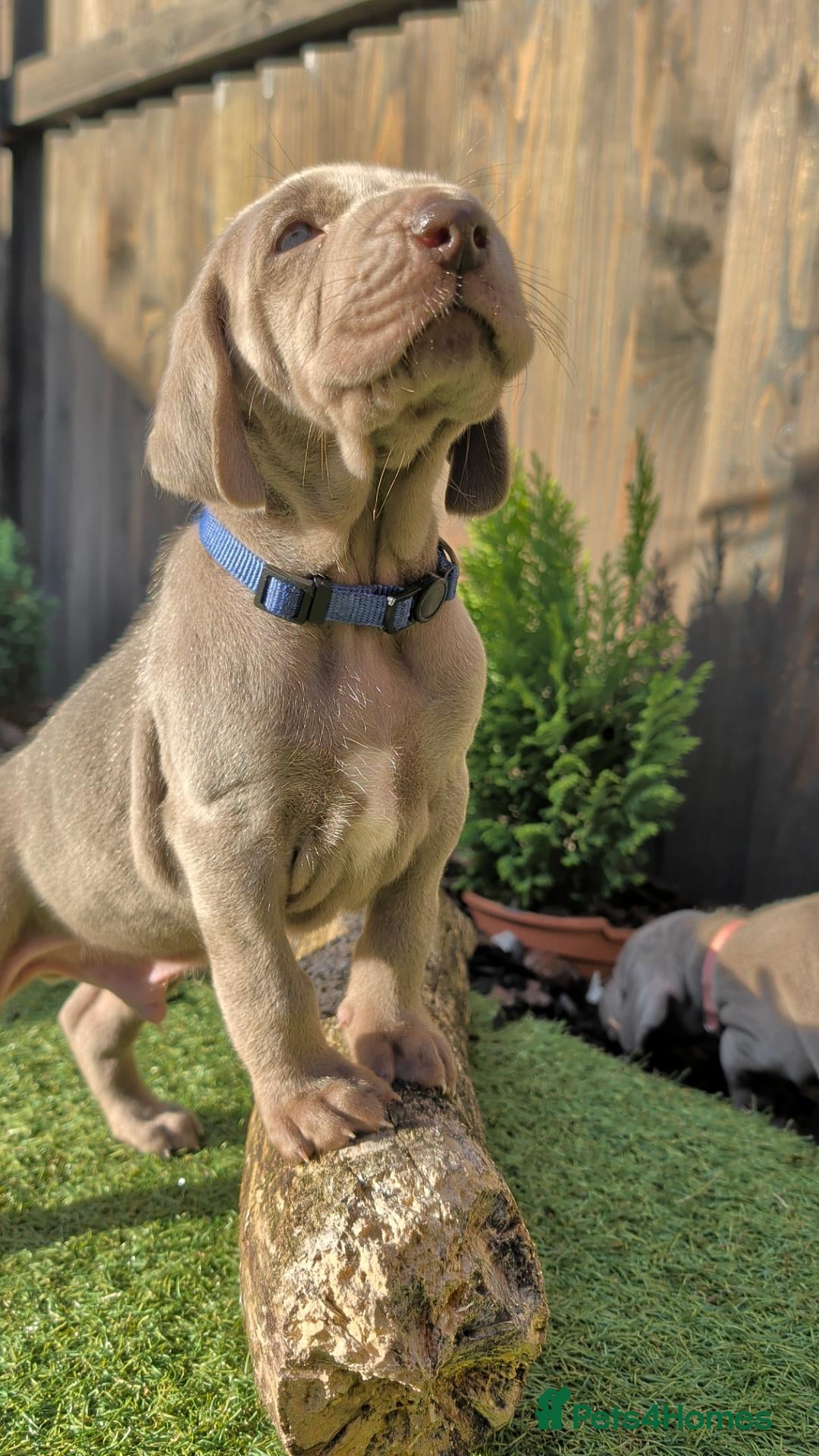 Weimaraner dogs KC reg amazing quality Weimaraner pups - Advert 15