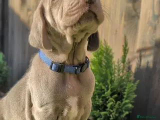Weimaraner dogs KC reg amazing quality Weimaraner pups - Advert 15