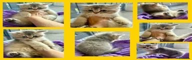 British Shorthair Blue Golden Boy