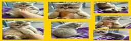British Shorthair cats for sale: British Shorthair Golden Kittens  - Advert 13