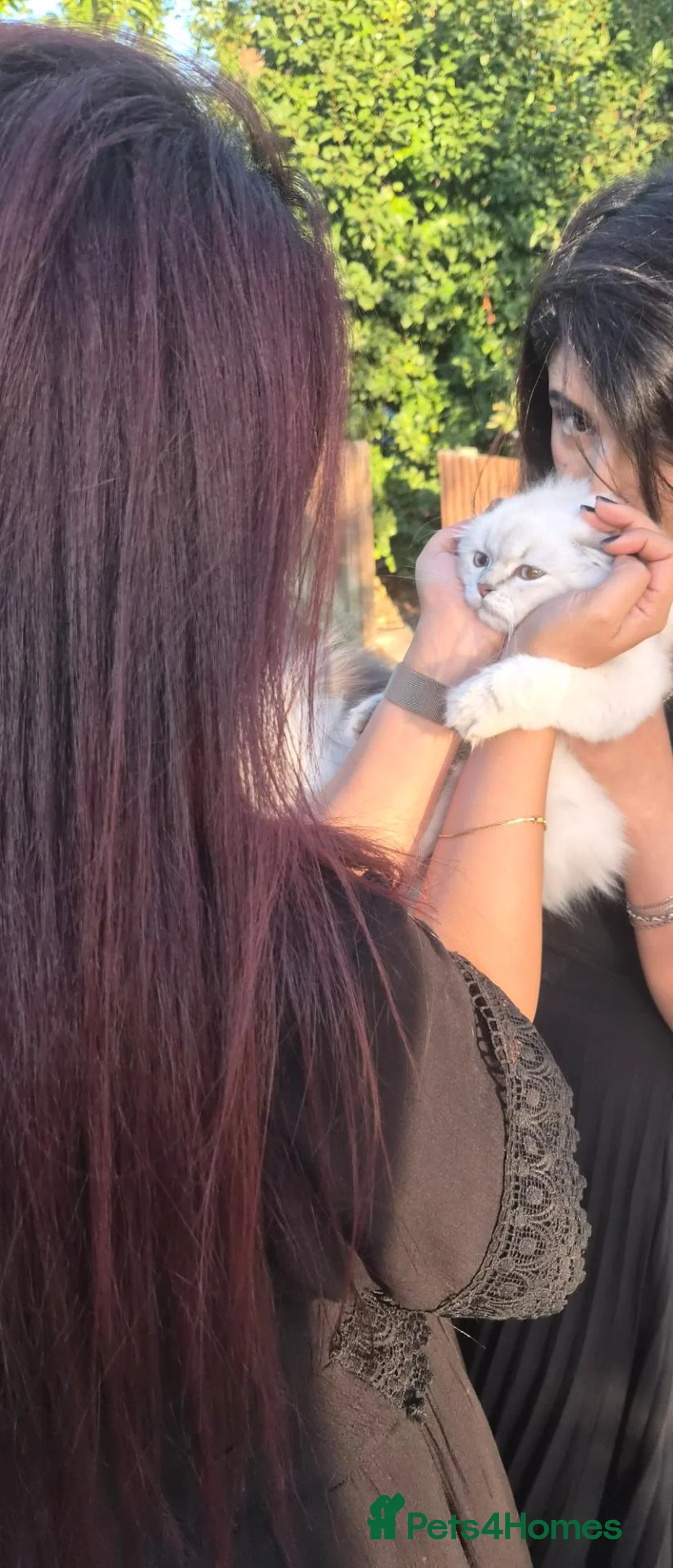 Scottish Fold cats for sale: Beautiful lilac boy - Advert 7
