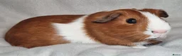 Guinea Pig rodents for sale: Adoption - Bonded Pair Boar(Boy) Guinea Pigs - Advert 4