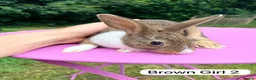 Rex rabbits for sale: Rex X Dutch Bunnies Ready Now  - Advert 5