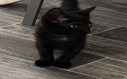 Mixed Breed cats for sale: Kitten  - Image 4