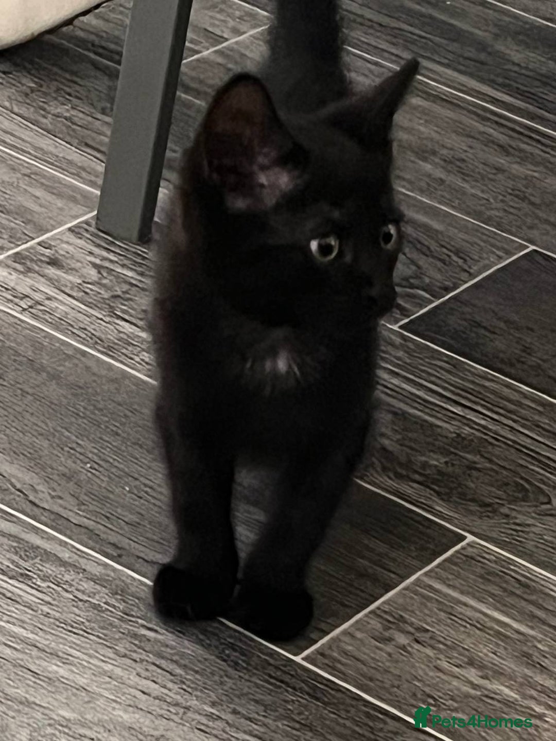 Mixed Breed cats for sale: Kitten  - Image 4