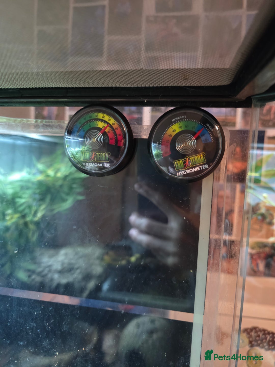 Frog reptiles for sale: 2 Whites Tree Frogs plus full set up - Advert 9