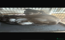 Staffordshire Bull Terrier dogs for sale: 6 kc registered blue staffys for sale :) - Image 7