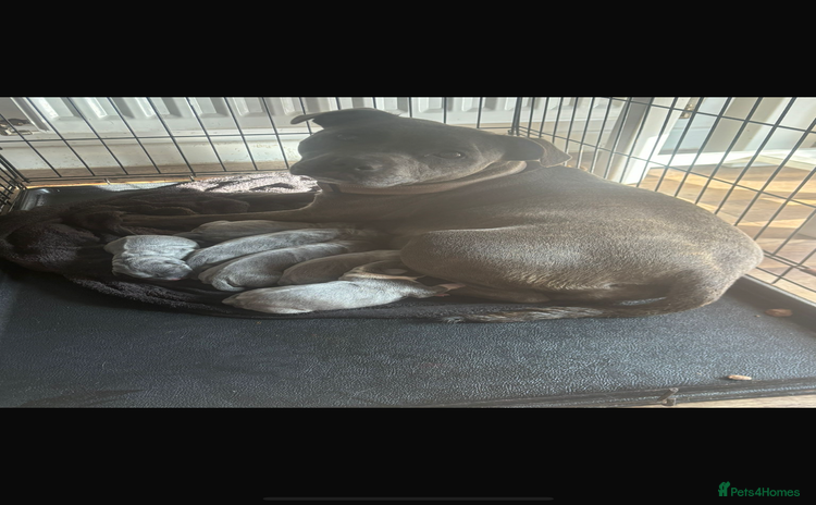Staffordshire Bull Terrier dogs - Advert 4