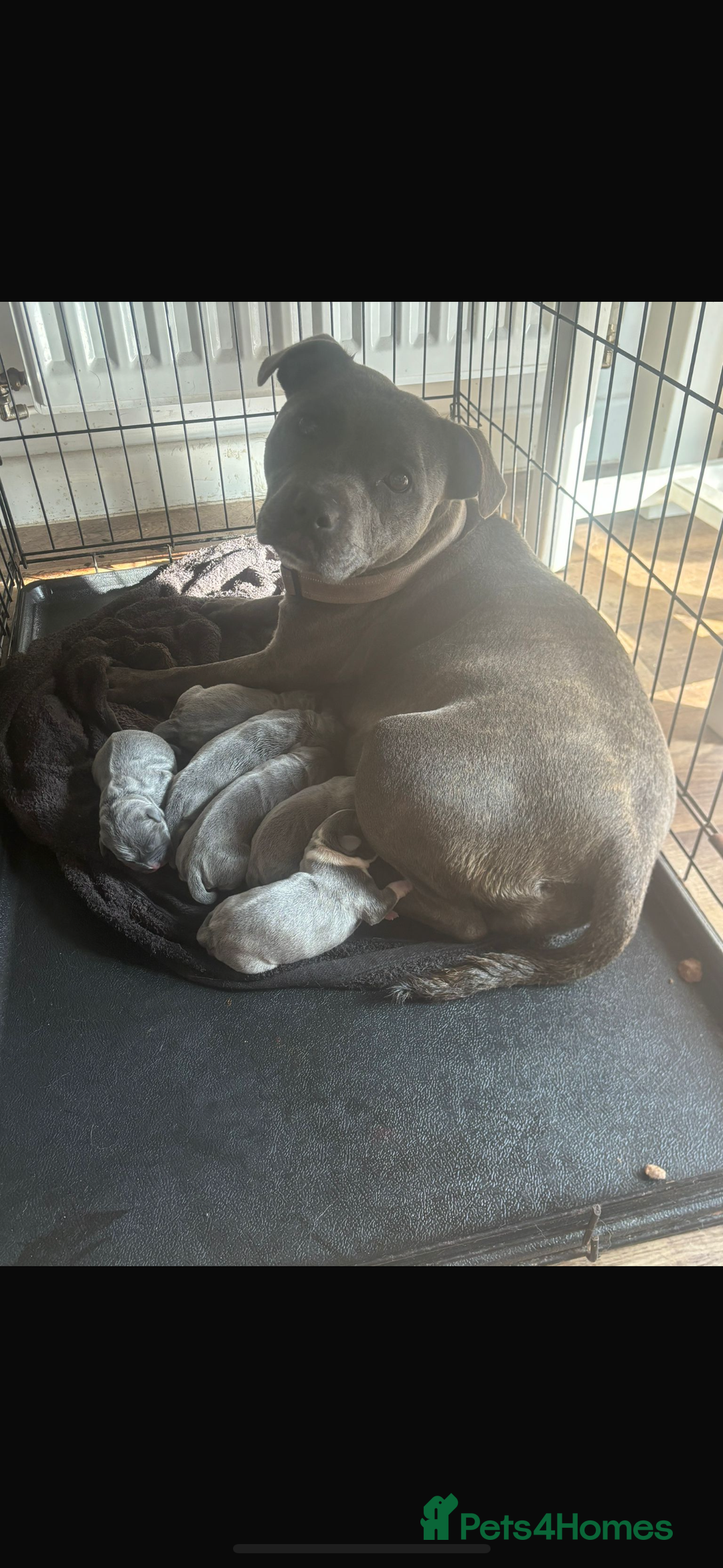 Staffordshire Bull Terrier dogs for sale: 6 kc registered blue staffys for sale :) - Image 7