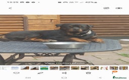 Rottweiler dogs for sale: Kc reg full German champion rottweiler puppies   - Image 23