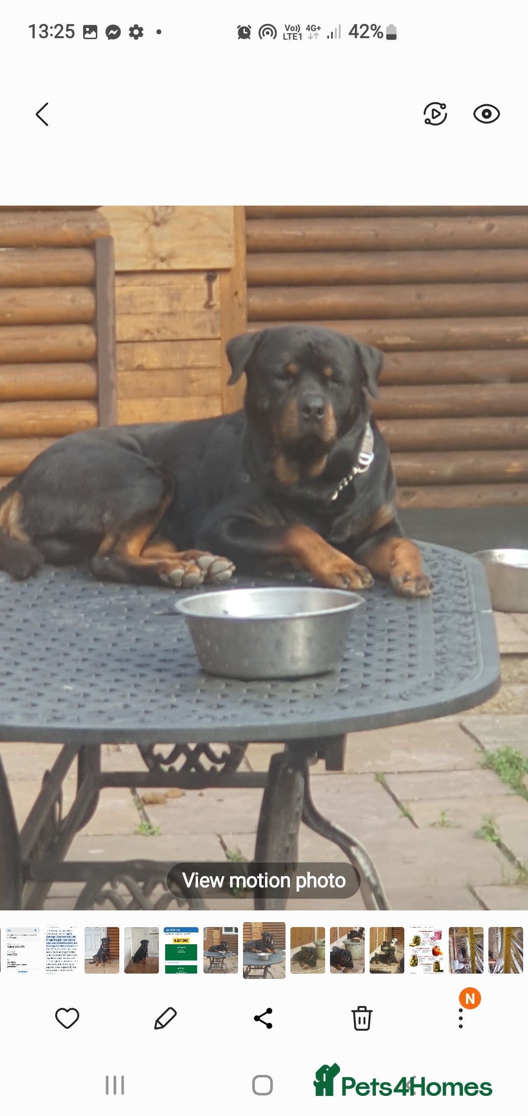 Rottweiler dogs for sale: Kc reg full German champion rottweiler puppies   - Image 23
