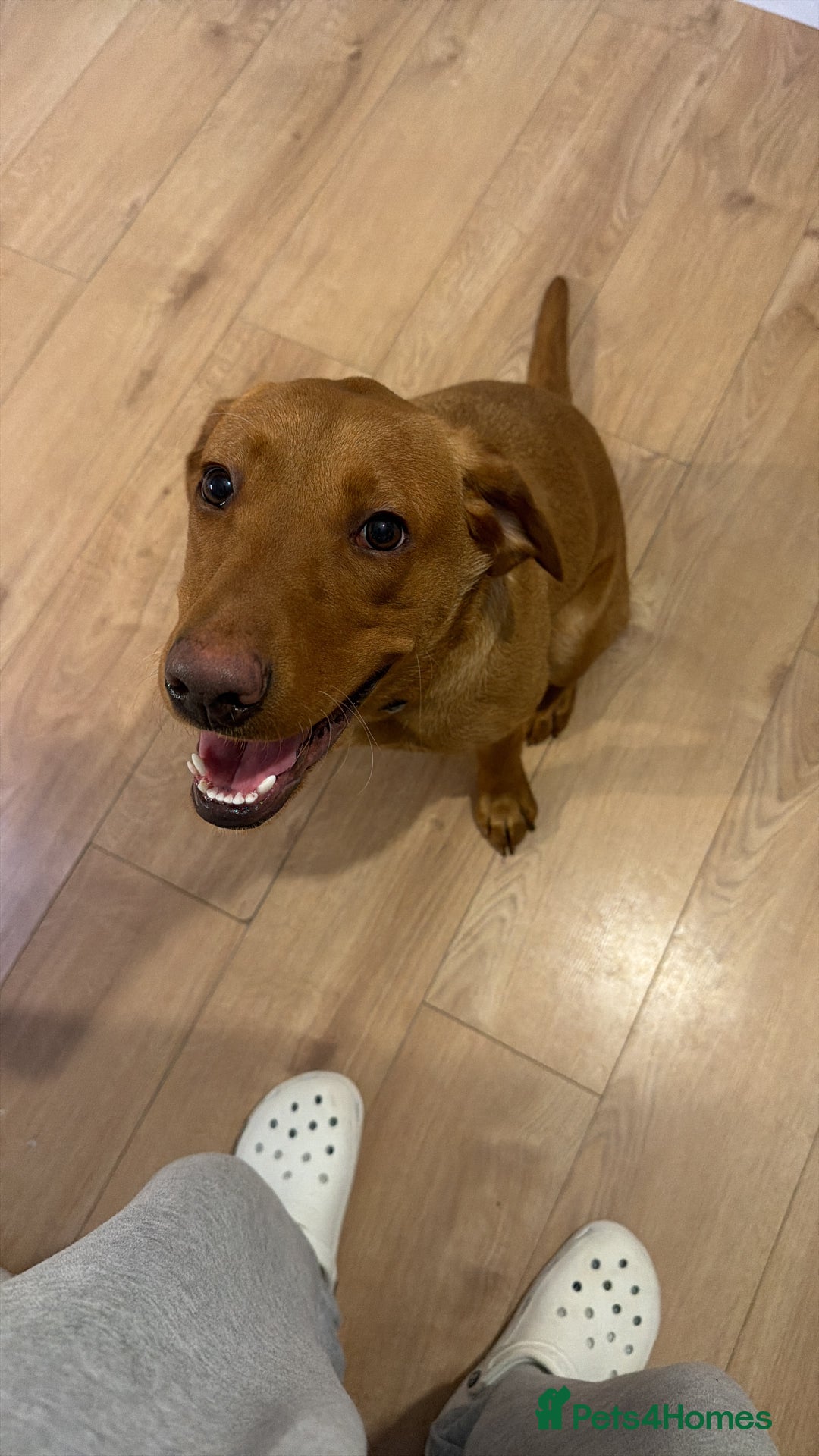 Labrador Retriever dogs for sale: Fox Red Labrador  - Advert 6