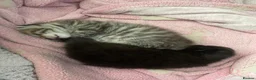 Mixed Breed cats for sale: 2 male kittens - Advert 12