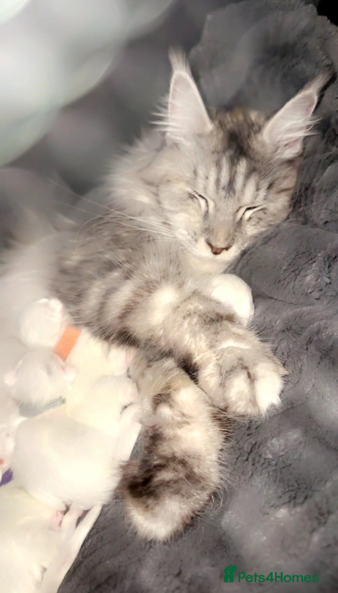 Maine Coon cats for sale: Stunning White Maine Coon Kittens – XXL Bloodline - Advert 9