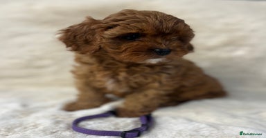 Cavapoo dogs - Advert 5