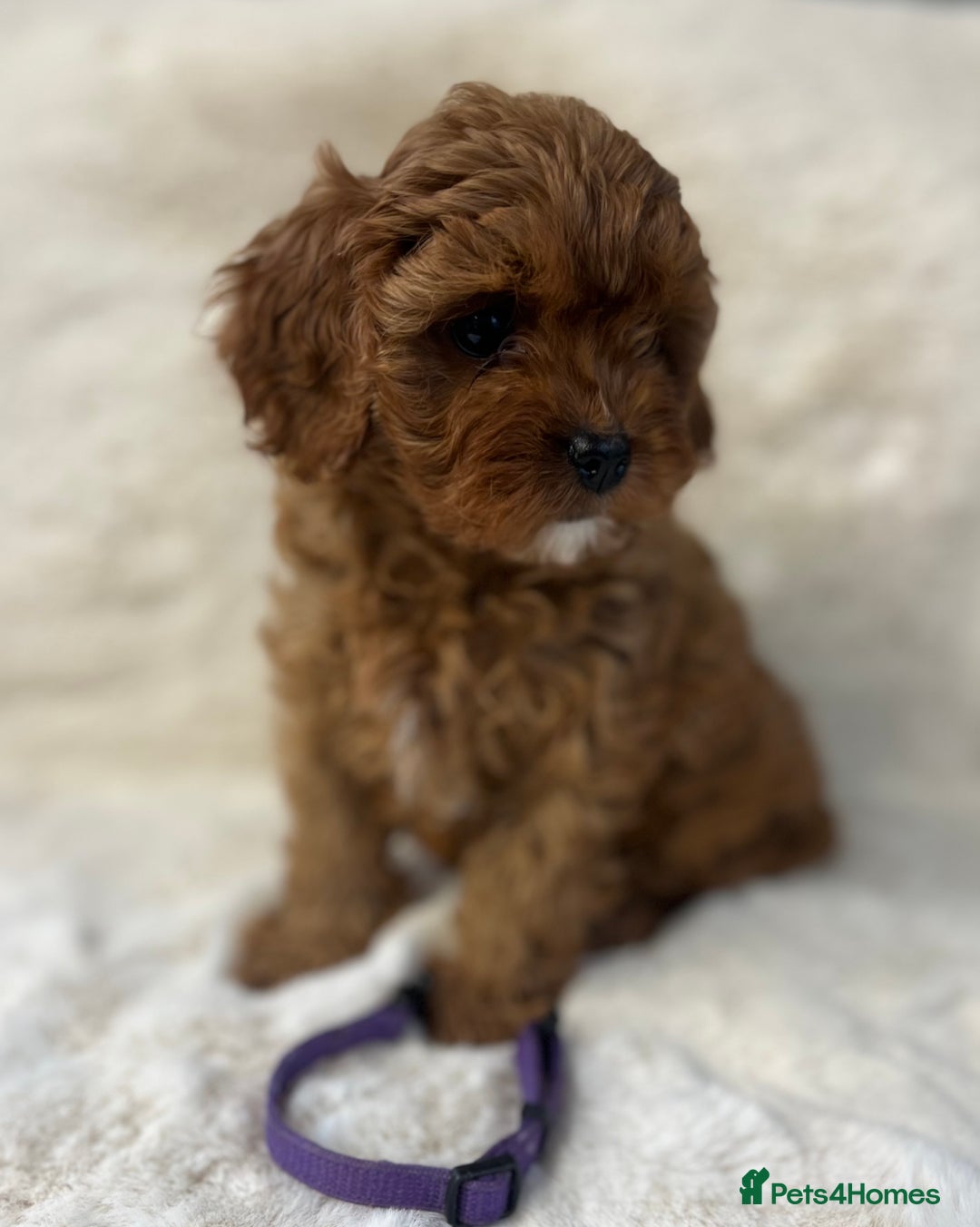 Cavapoo dogs for sale: ⭐️⭐️⭐️⭐️⭐️Licensed-F1 Toy Cavapoo Puppies - Image 3