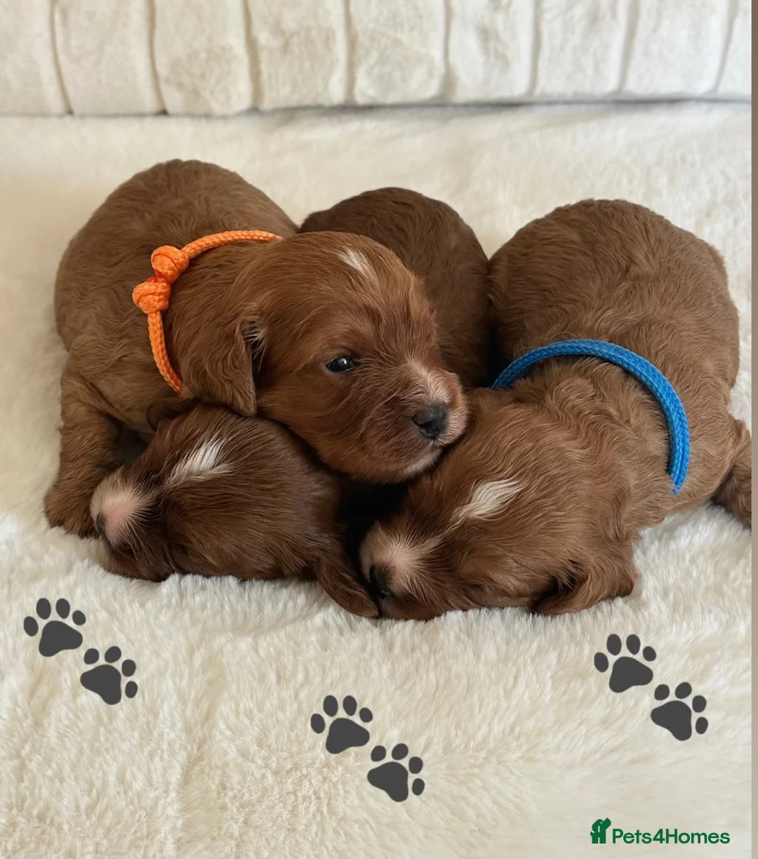 Cavapoo dogs for sale: 🐾 Extensively Health Tested Puppies 🐾 - Advert 2