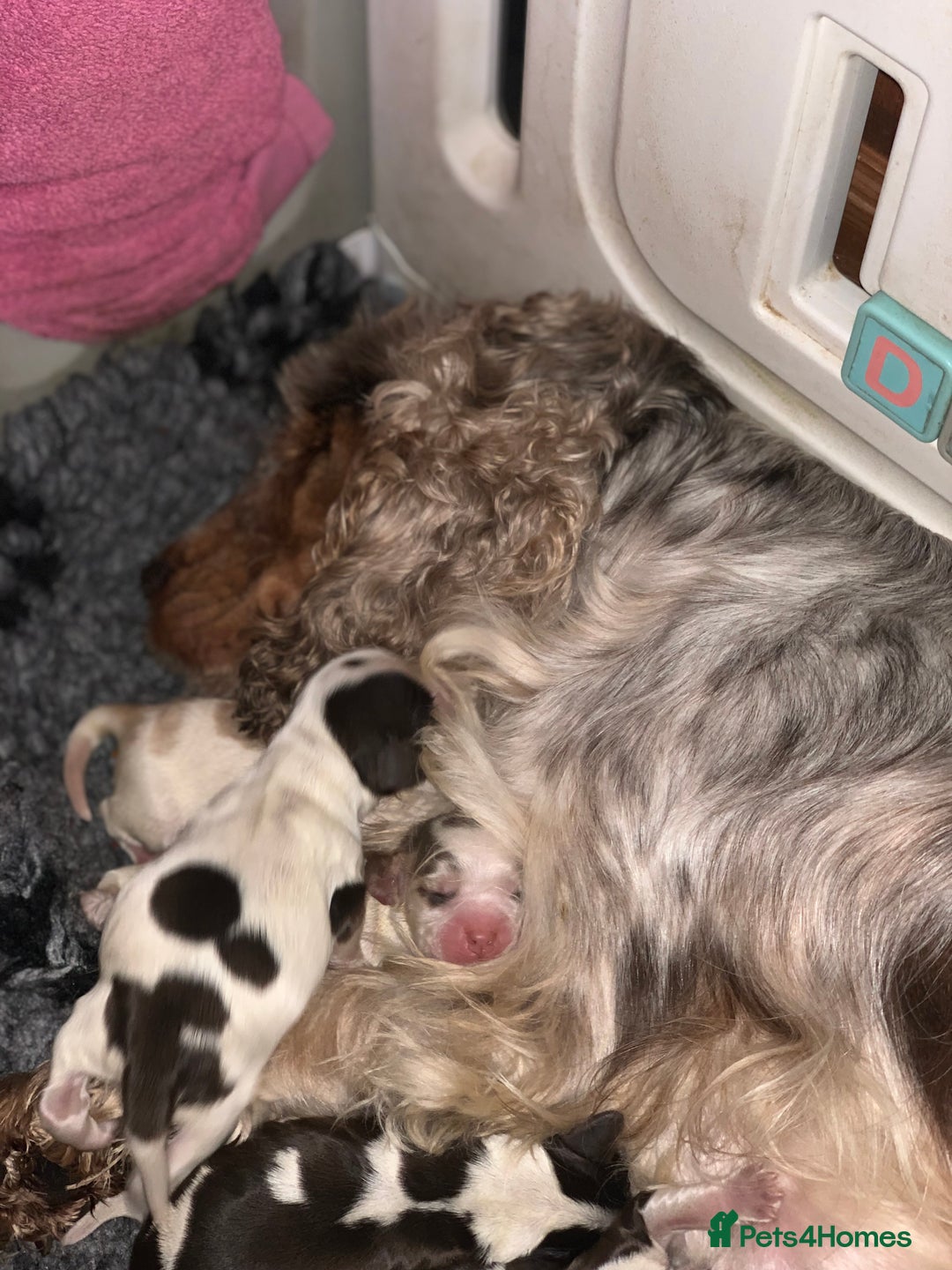 Cocker Spaniel dogs for sale: Beautiful show line cocker spaniel puppies  - Advert 3