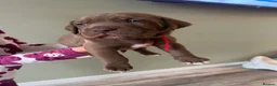 Mixed Breed dogs for sale: Bulldog Labrador mix puppies  - Advert 24