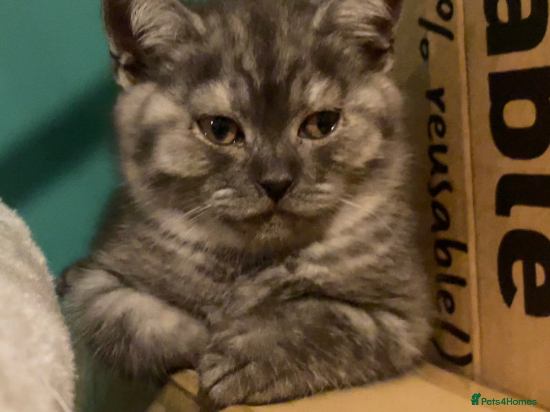 British Shorthair cats for sale: 4 month old male British Shorthair - Advert 1