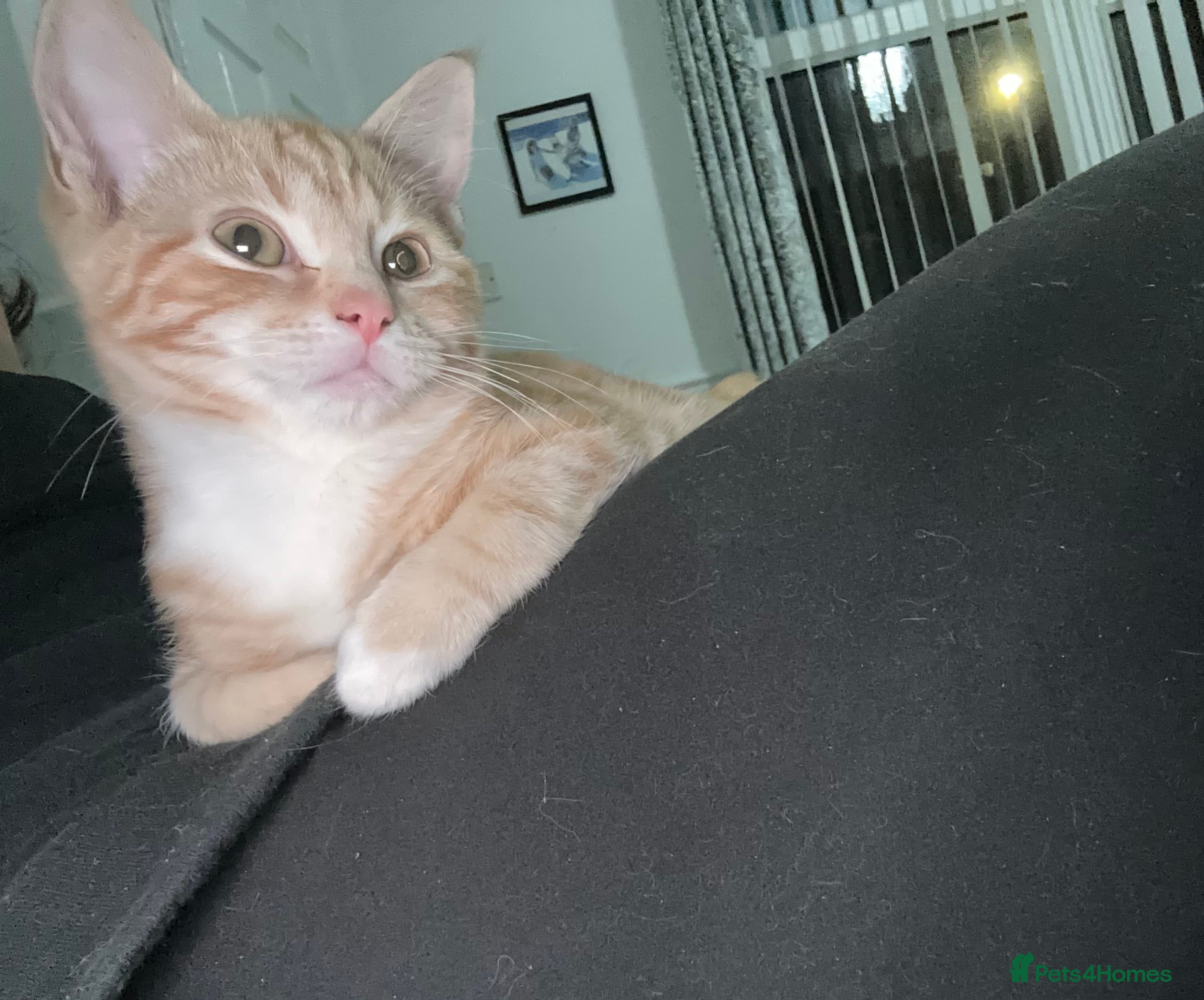 Ragdoll cats male kitten ragdoll cross bengal x  - Advert 4