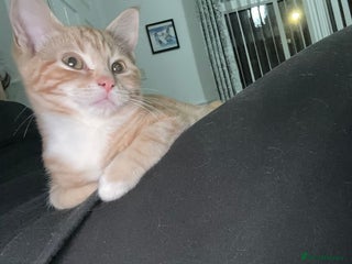 Ragdoll cats male kitten ragdoll cross bengal x - Advert 2