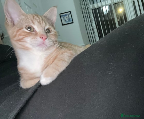 Ragdoll cats male kitten ragdoll cross bengal x - Advert 2