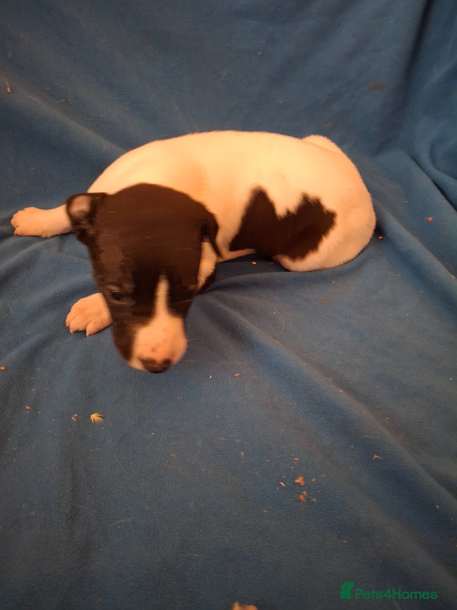 Whippet dogs for sale: KC REGISTERED WHIPPETS  - Advert 6