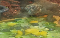 Iguana reptiles for sale: Rhino iguana  - Image 6