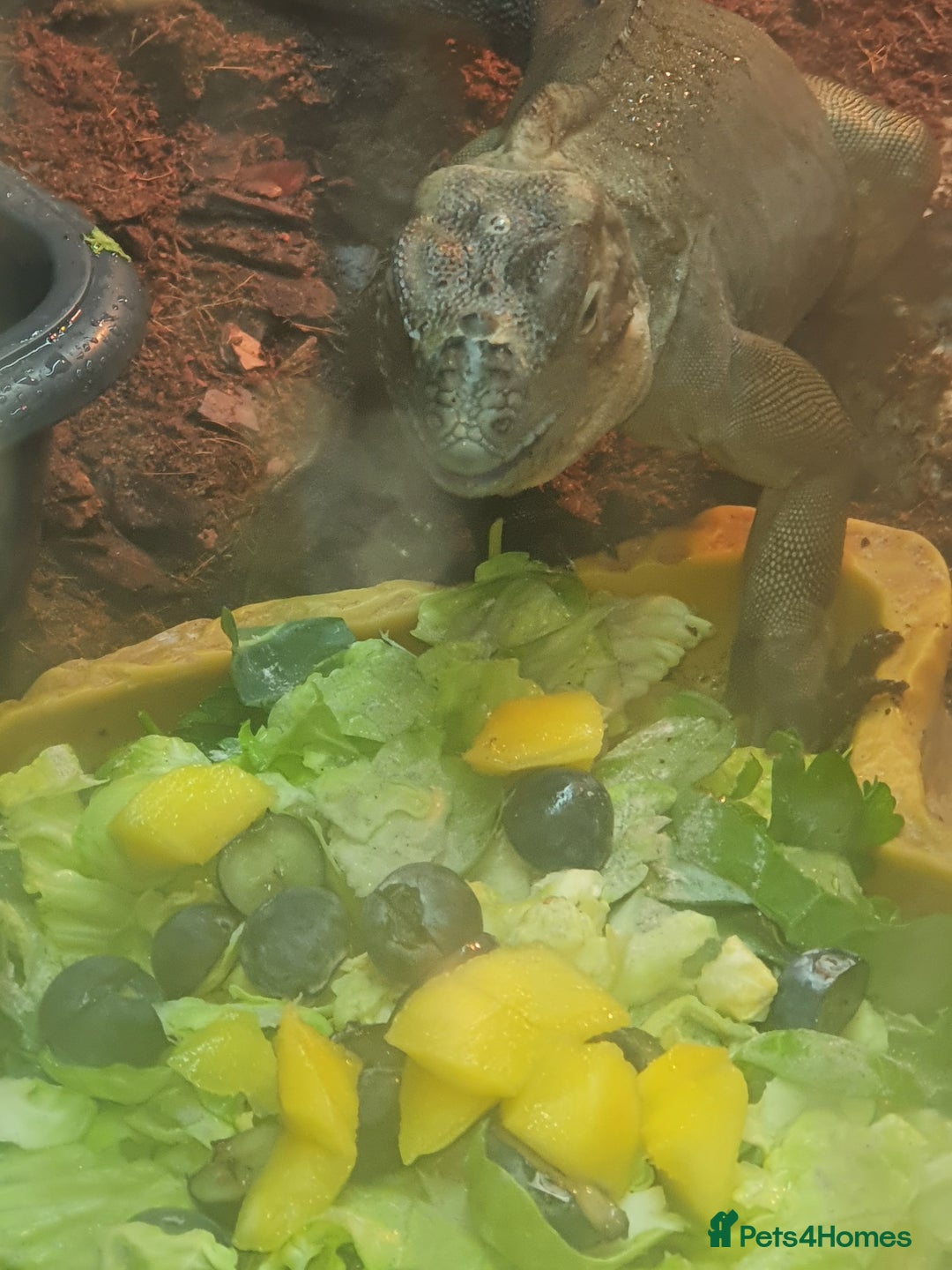 Iguana reptiles for sale: Rhino iguana  - Image 6