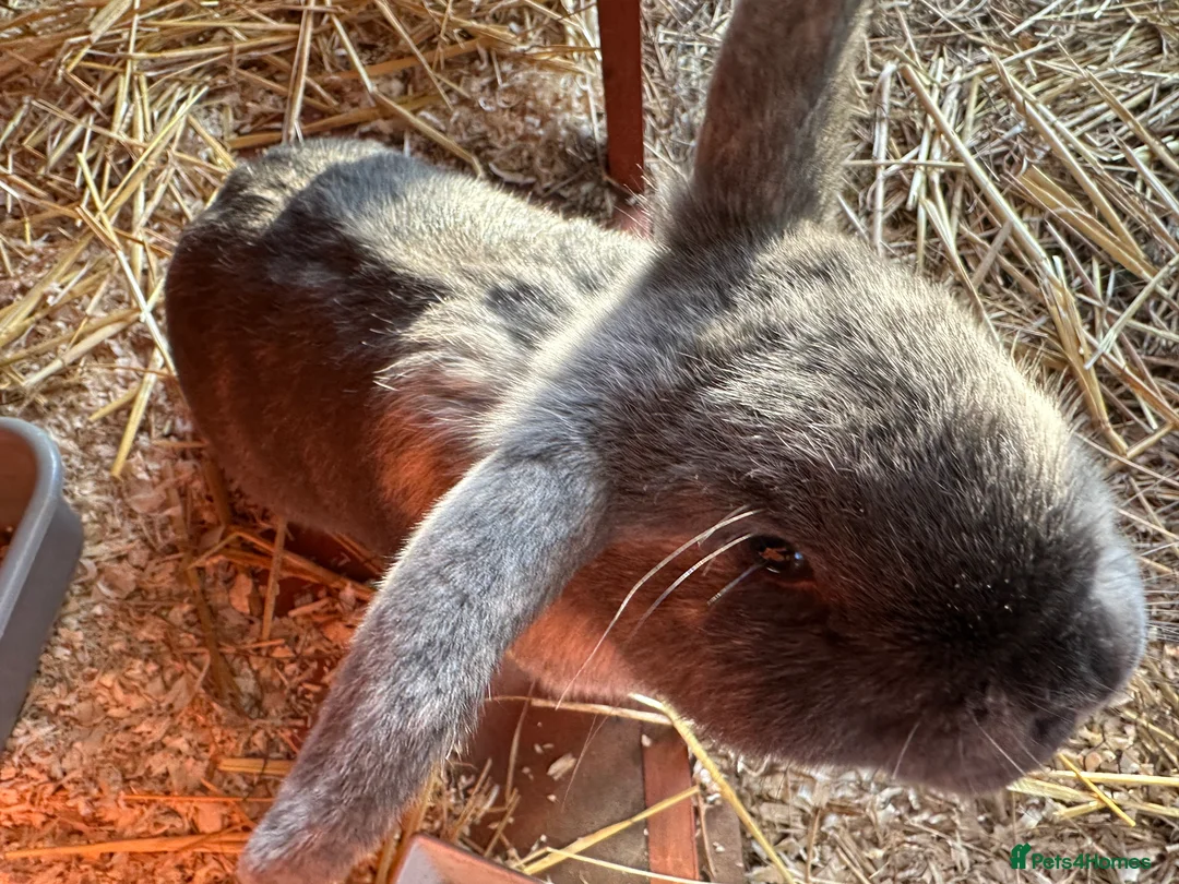 Mini Lop rabbits for sale: 2 female bonded mini lops for sale  - Advert 21