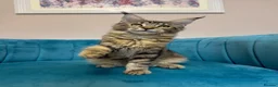 Maine Coon cats for sale: TICA Pedigree Registered Maine Coon Kittens - Advert 27