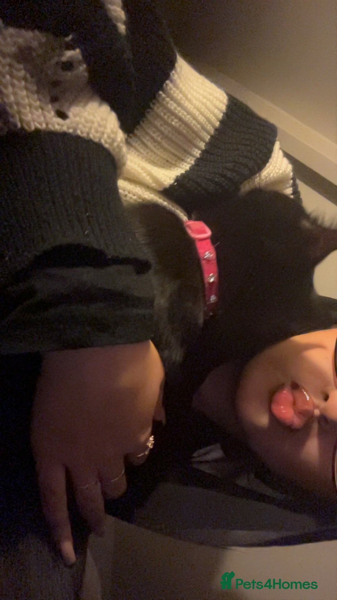 Bombay cats for sale: Cute black bombay cat- ready to leave asap - Advert 4