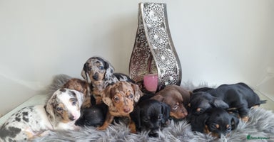 Miniature Dachshund dogs - Advert 16