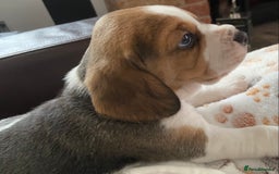 Beagle dogs for sale: KC Registered Beagle Puppies - Image 4