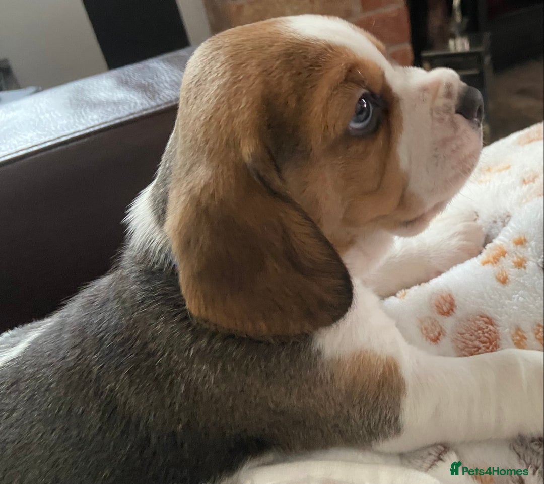 Beagle dogs for sale: KC Registered Beagle Puppies - Image 4