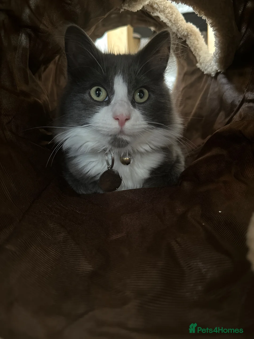 Russian Blue cats for sale: Button needs a new loving home  - Advert 2