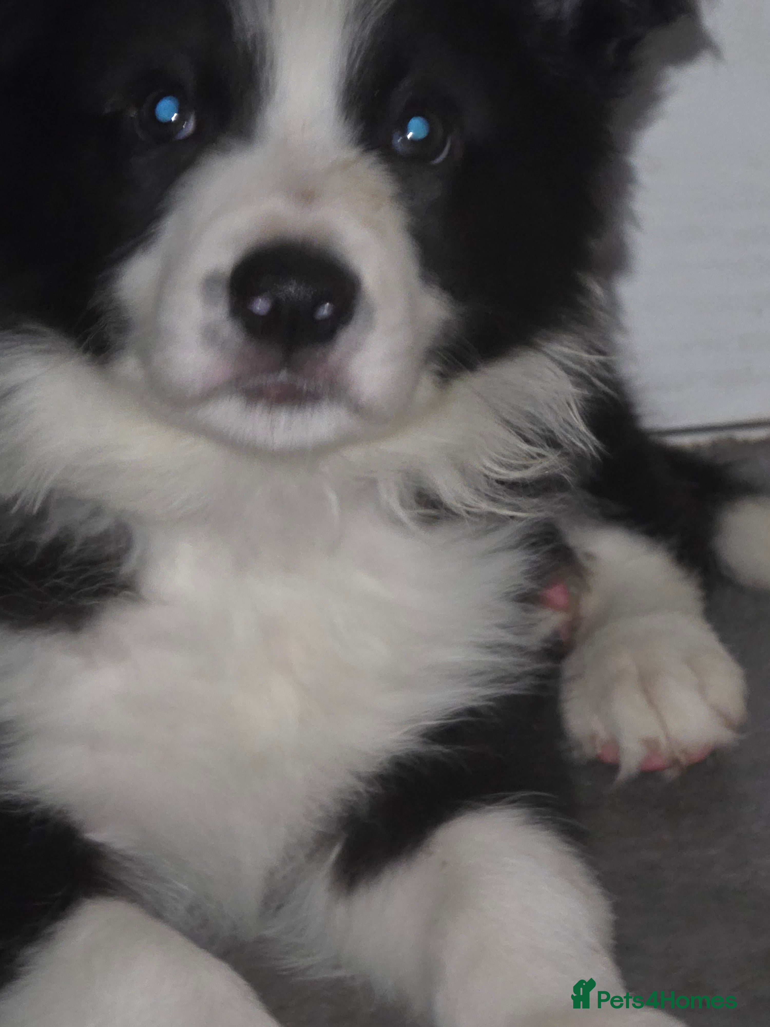 Border Collie dogs SNIPE - Advert 2