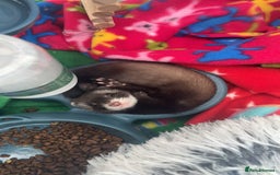 Ferret rodents for sale: 2 Loving Sisters for Sale! (Both Go Together) - Image 2