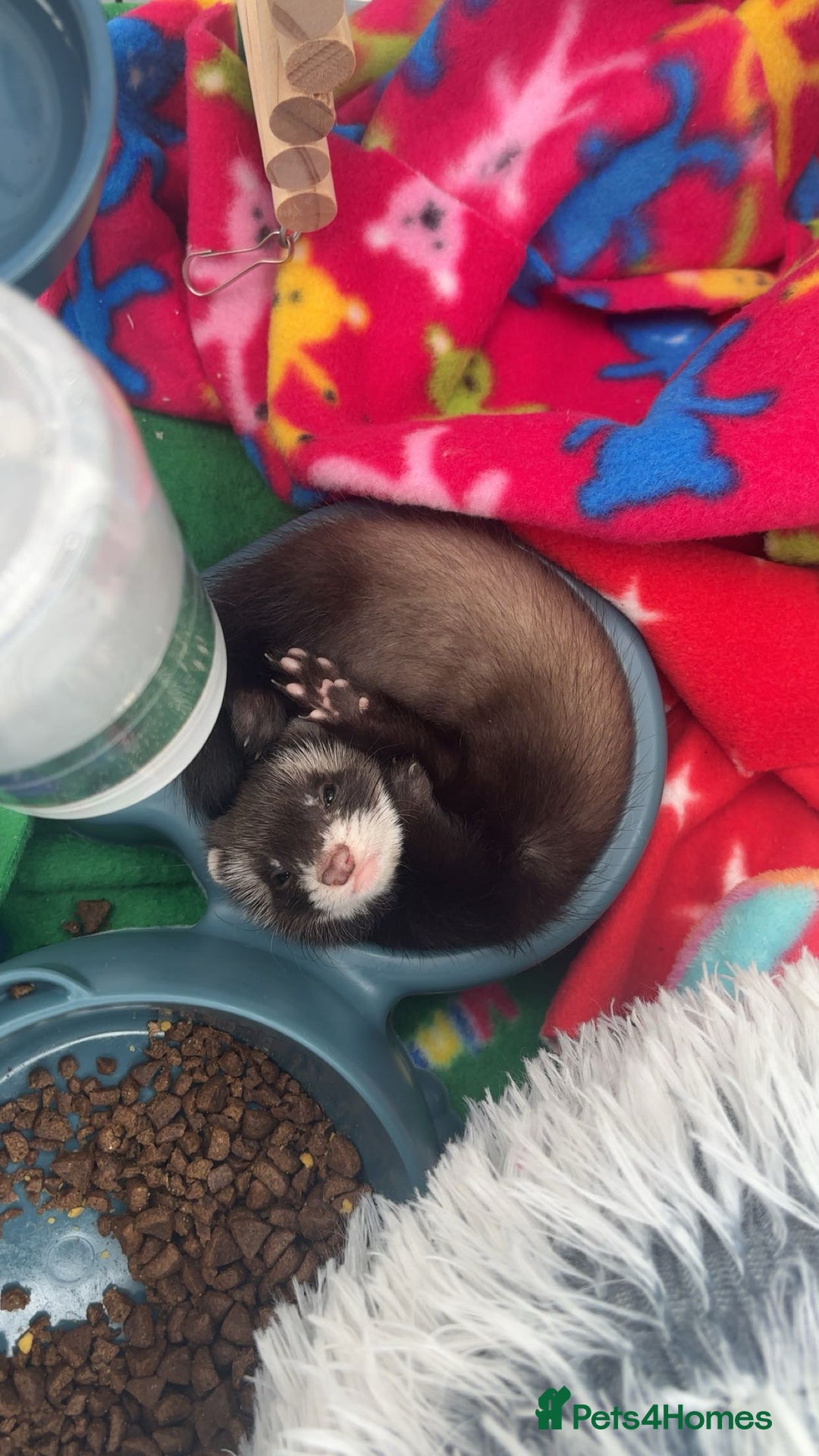 Ferret rodents for sale: 2 Loving Sisters for Sale! (Both Go Together) - Image 2