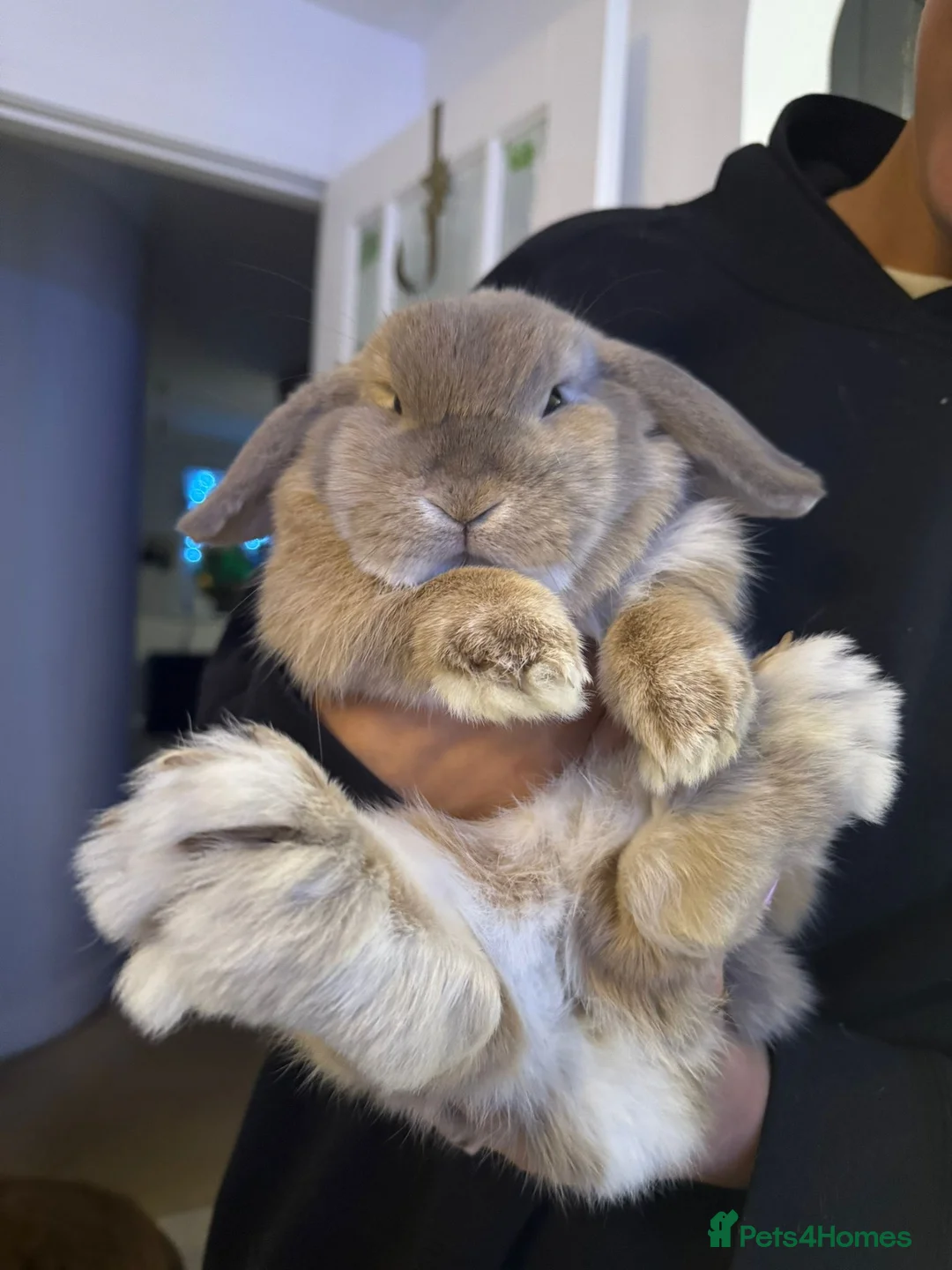 Mini Lop rabbits for sale: Pair of Mini Lops  in Exeter - Advert 2