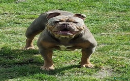 Olde English Bulldogge dogs for sale: Genetic Clear, Hip & Elbow Graded Breeding - Image 28