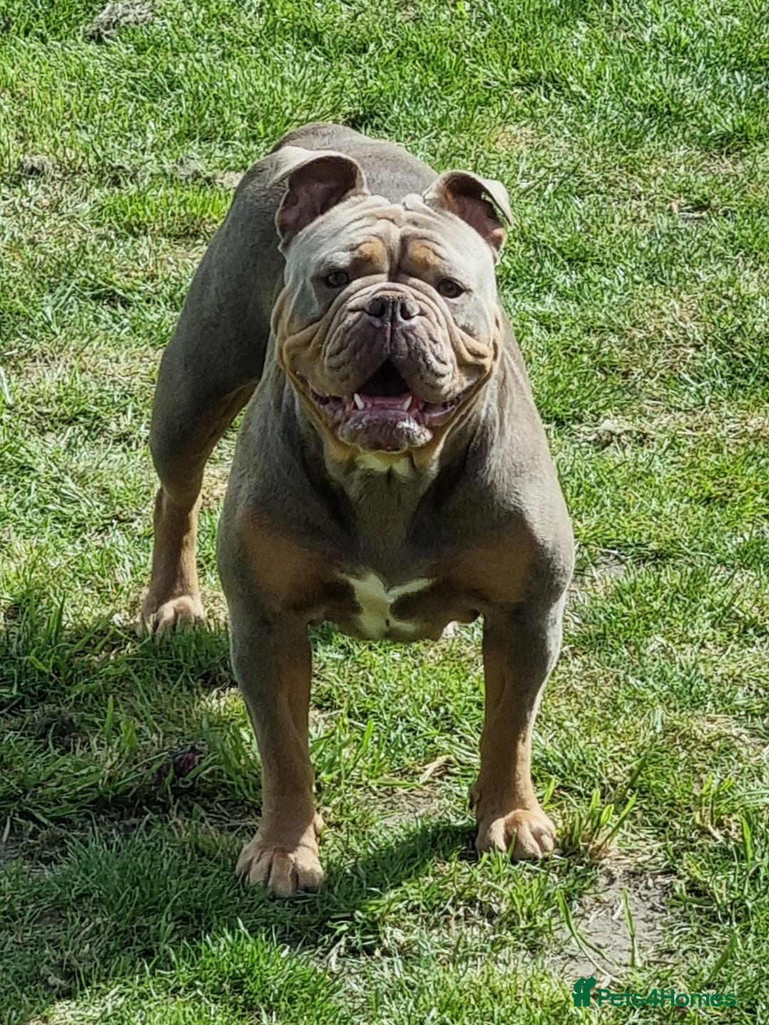 Olde English Bulldogge dogs for sale: Genetic Clear, Hip & Elbow Graded Breeding - Image 28