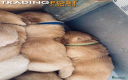 Golden Retriever dogs for sale: Golden Retriever Pups - Image 5