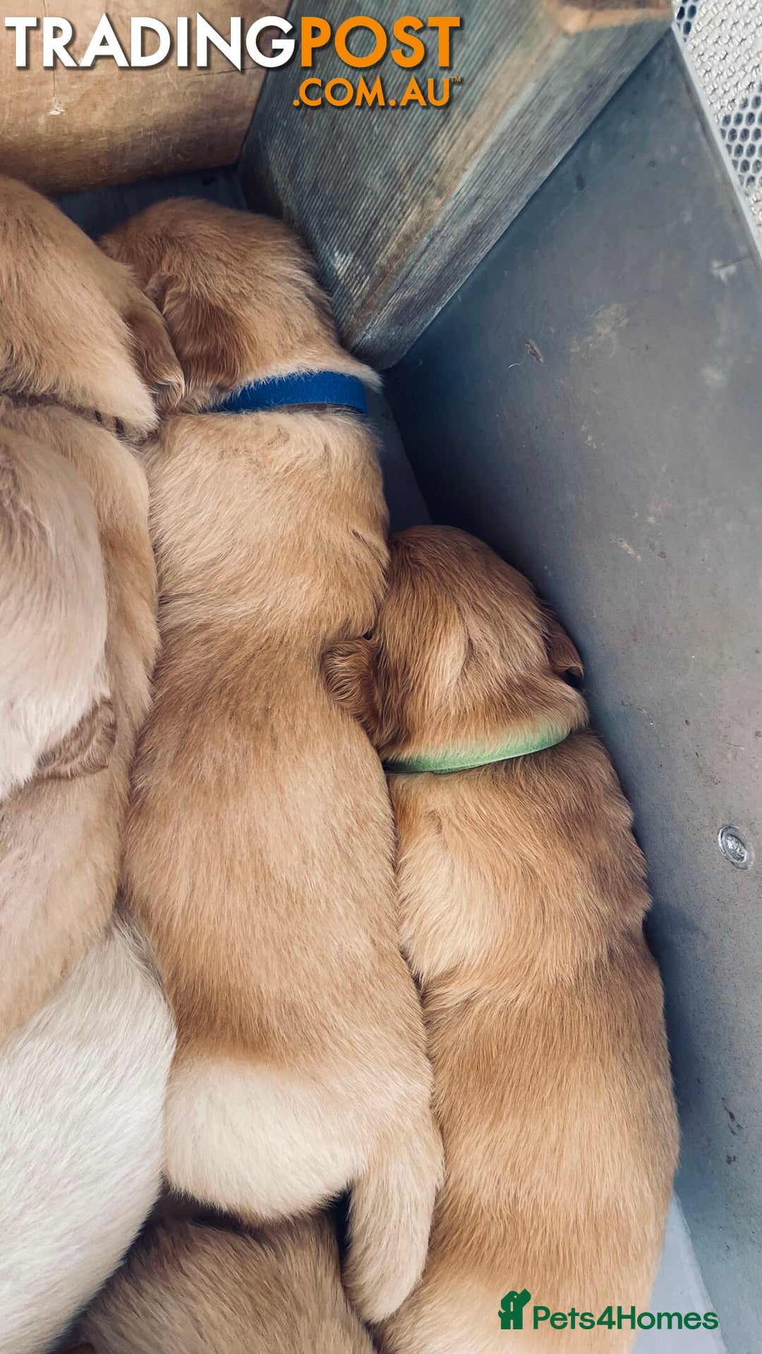 Golden Retriever dogs for sale: Golden Retriever Pups - Image 5