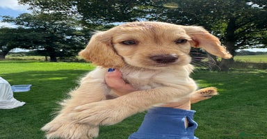 Cocker Spaniel dogs - Advert 1
