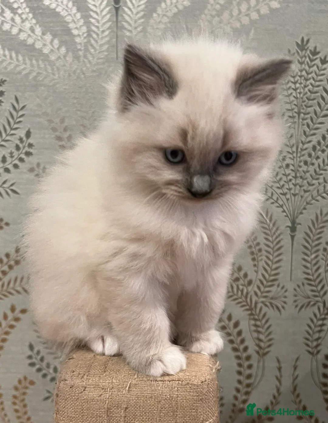 Ragdoll cats for sale: Ragdoll Kittens - Advert 36