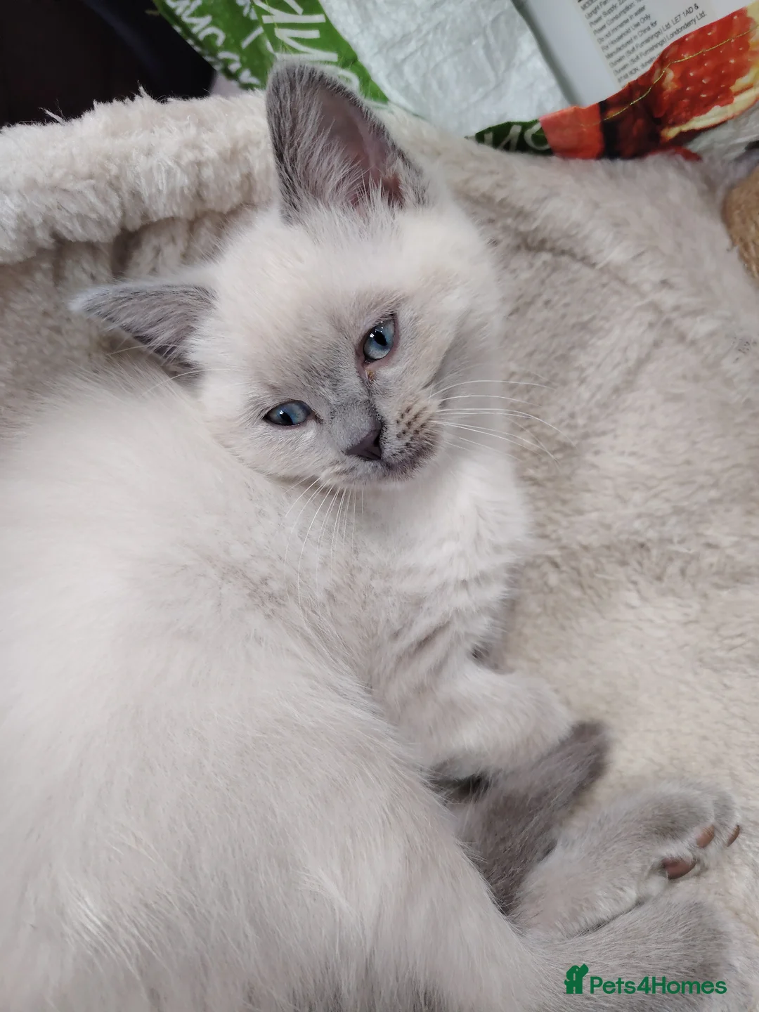 Ragdoll cats for sale: 1 male blue point Ragdoll Kitten  ready to leave  - Advert 2